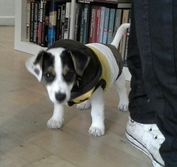 Jack russell terrier Walther billede 5