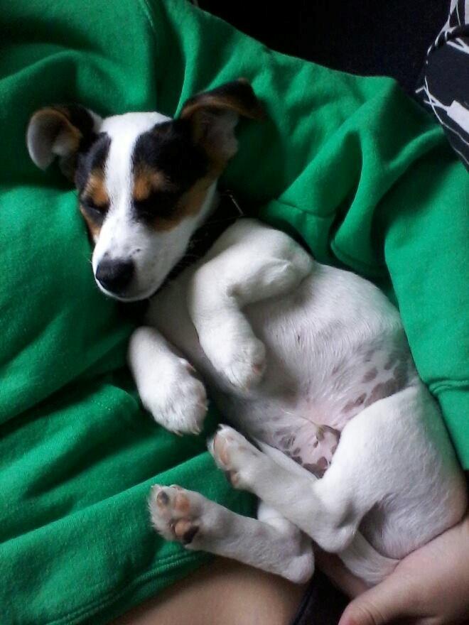 Jack russell terrier Walther billede 6