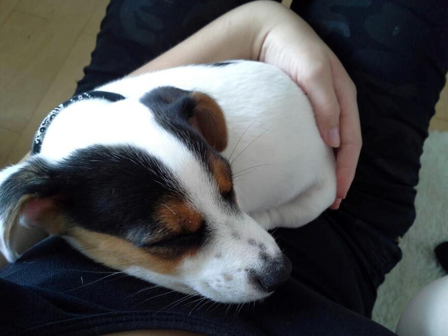 Jack russell terrier Walther billede 7