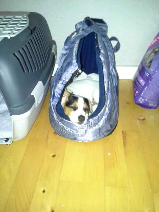 Jack russell terrier Walther billede 8