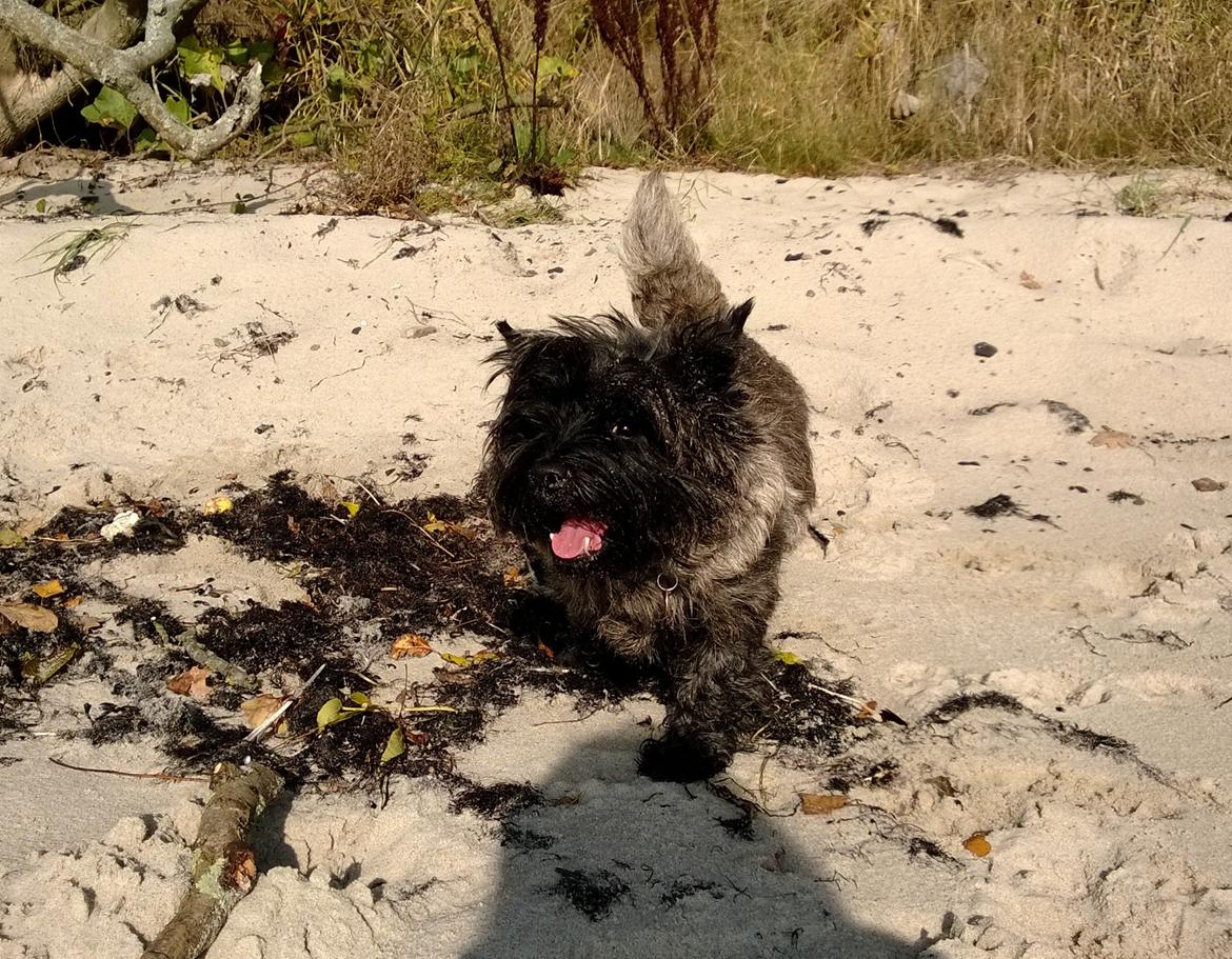 Cairn terrier Citta - På strandtur d. 14. oktober 2013 billede 28
