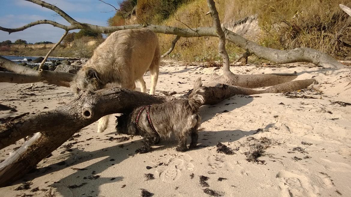 Cairn terrier Citta - Citta og Morgan hygger sig billede 29
