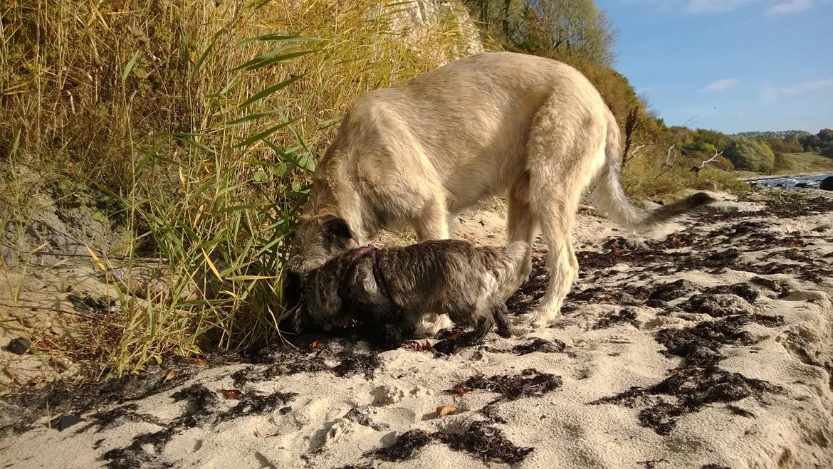 Cairn terrier Citta - noget spændende? billede 30