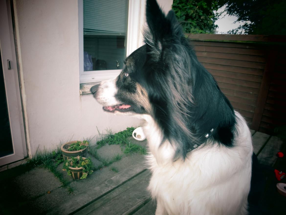 Blanding af racer Fritz billede 6