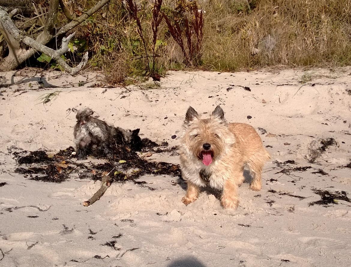 Cairn terrier Ebbe billede 24