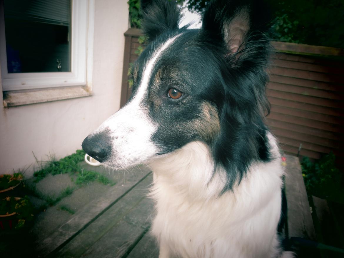 Blanding af racer Fritz billede 7