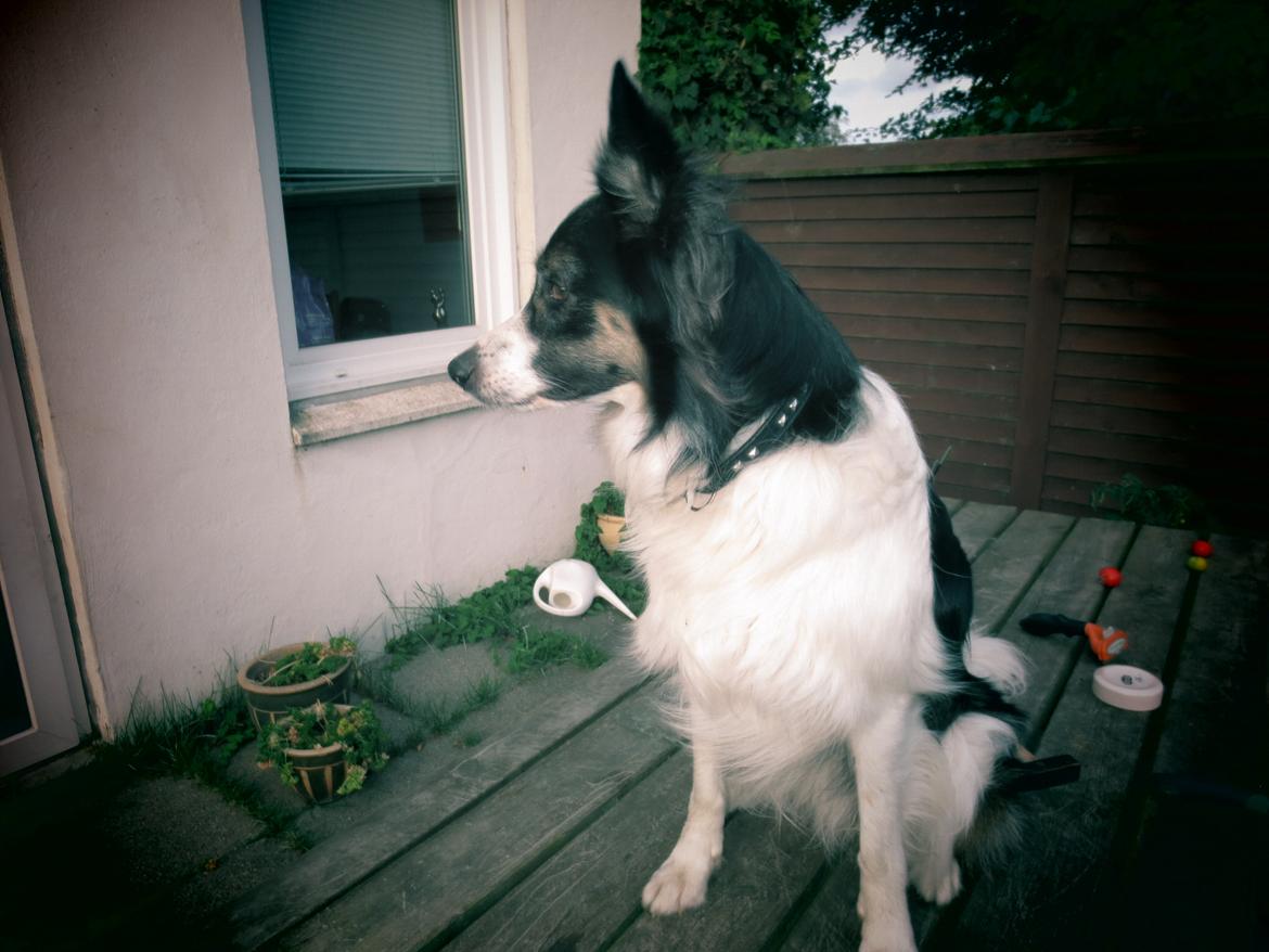 Blanding af racer Fritz billede 8