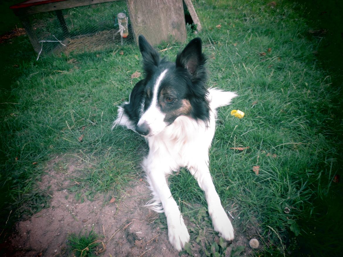 Blanding af racer Fritz billede 9