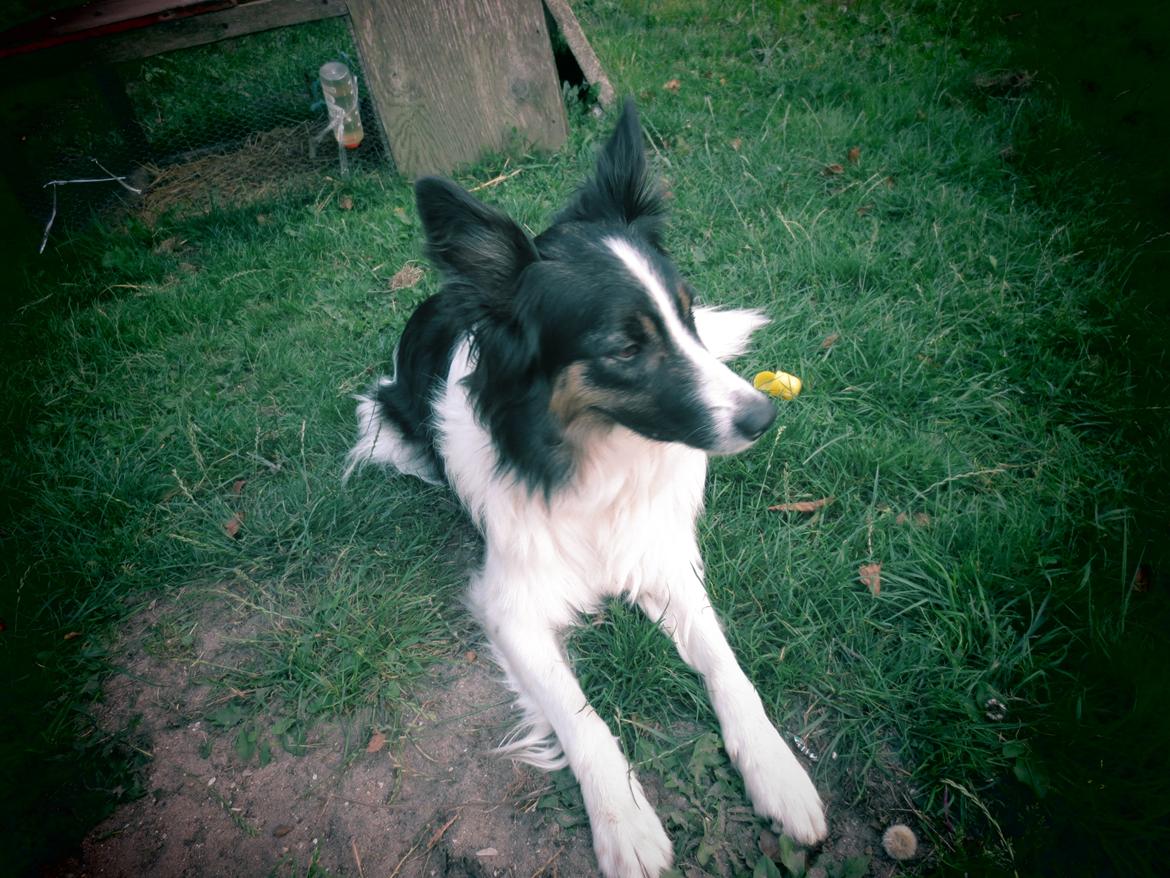 Blanding af racer Fritz billede 10