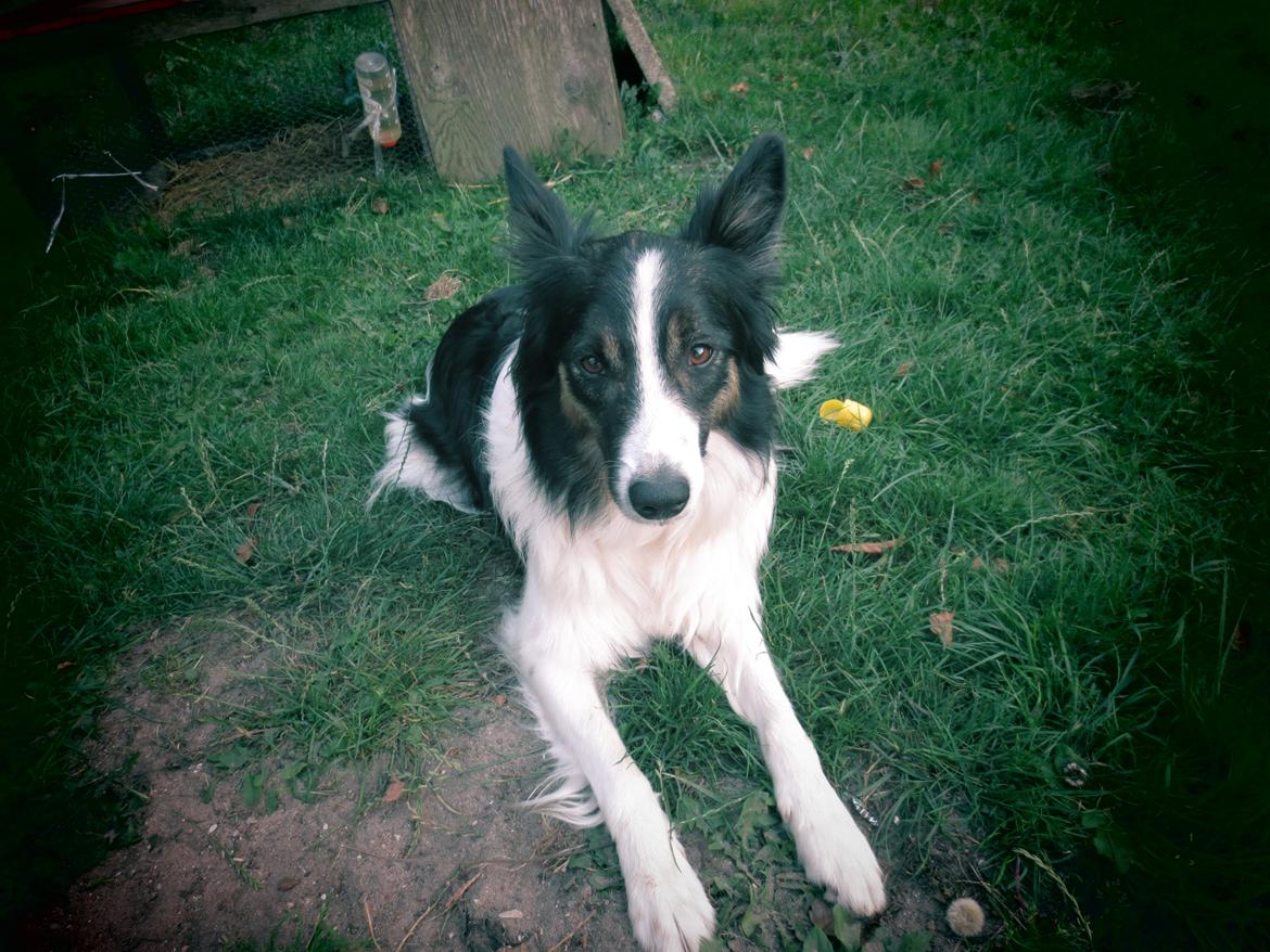 Blanding af racer Fritz billede 11