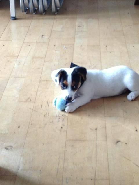 Jack russell terrier Walther billede 9