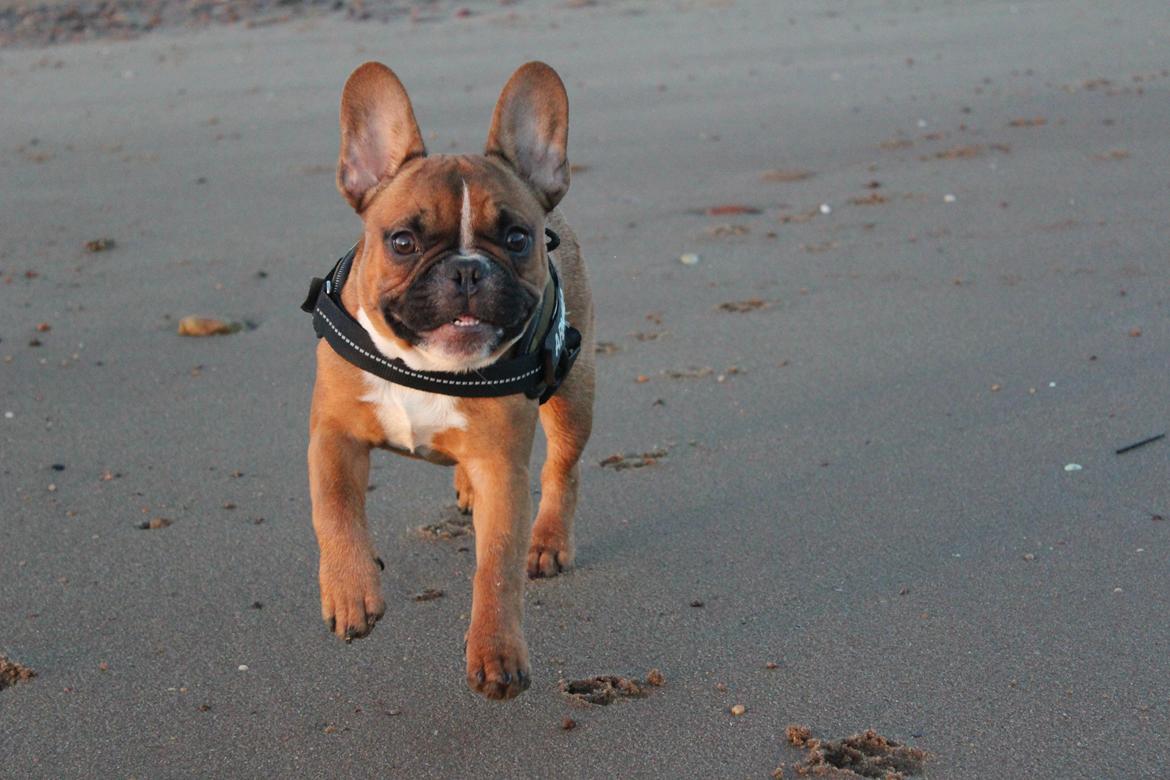 Fransk bulldog Arnold - 5 1/2 måned.  billede 34