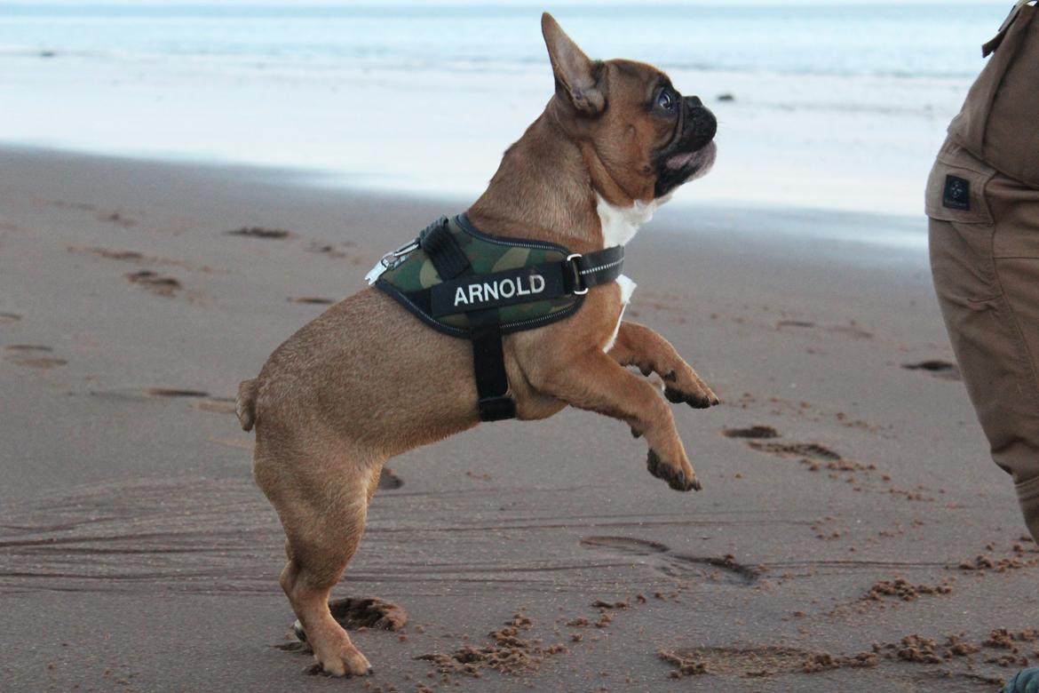 Fransk bulldog Arnold - 5 1/2 måned.  billede 35