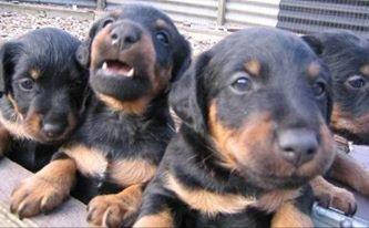 Tysk jagtterrier Buller - Det er min den der er tættes på billede 2