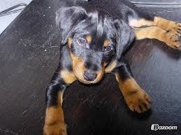 Tysk jagtterrier Buller - Der er vores lille tigge prins billede 3