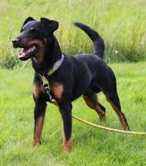 Tysk jagtterrier Buller - Fik øje på en hare billede 4