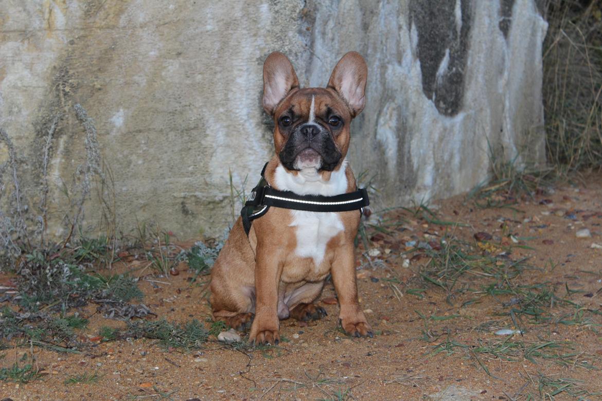 Fransk bulldog Arnold - 5 1/2 måned. billede 33