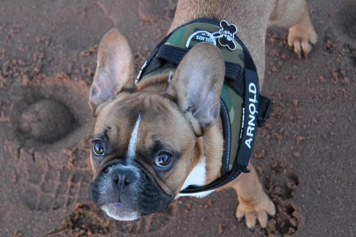 Fransk bulldog Arnold - 5 1/2 måned. billede 36