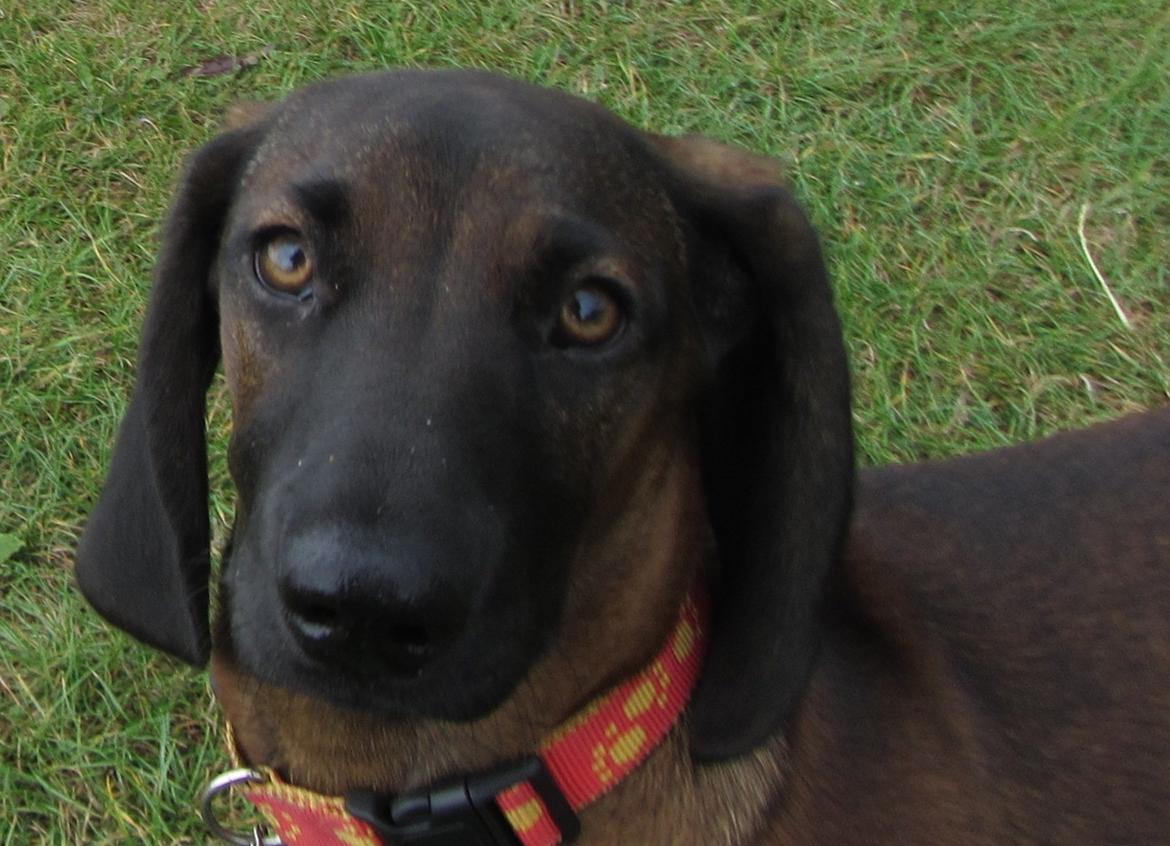 Bayersk bjergsschweisshund Babu billede 1