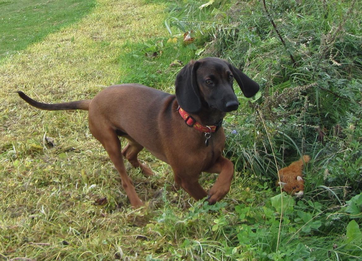 Bayersk bjergsschweisshund Babu billede 2