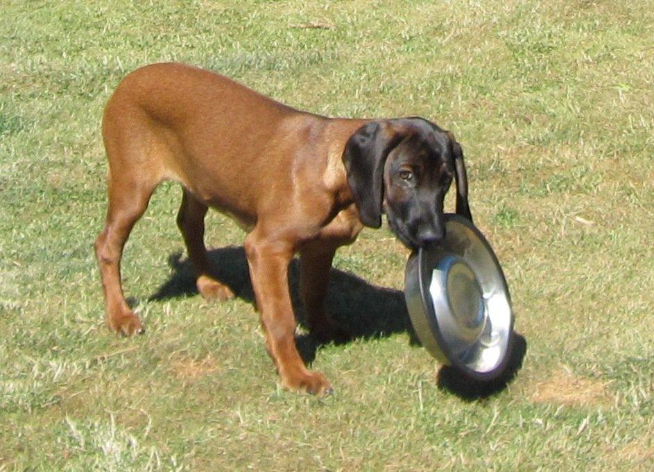 Bayersk bjergsschweisshund Babu billede 3