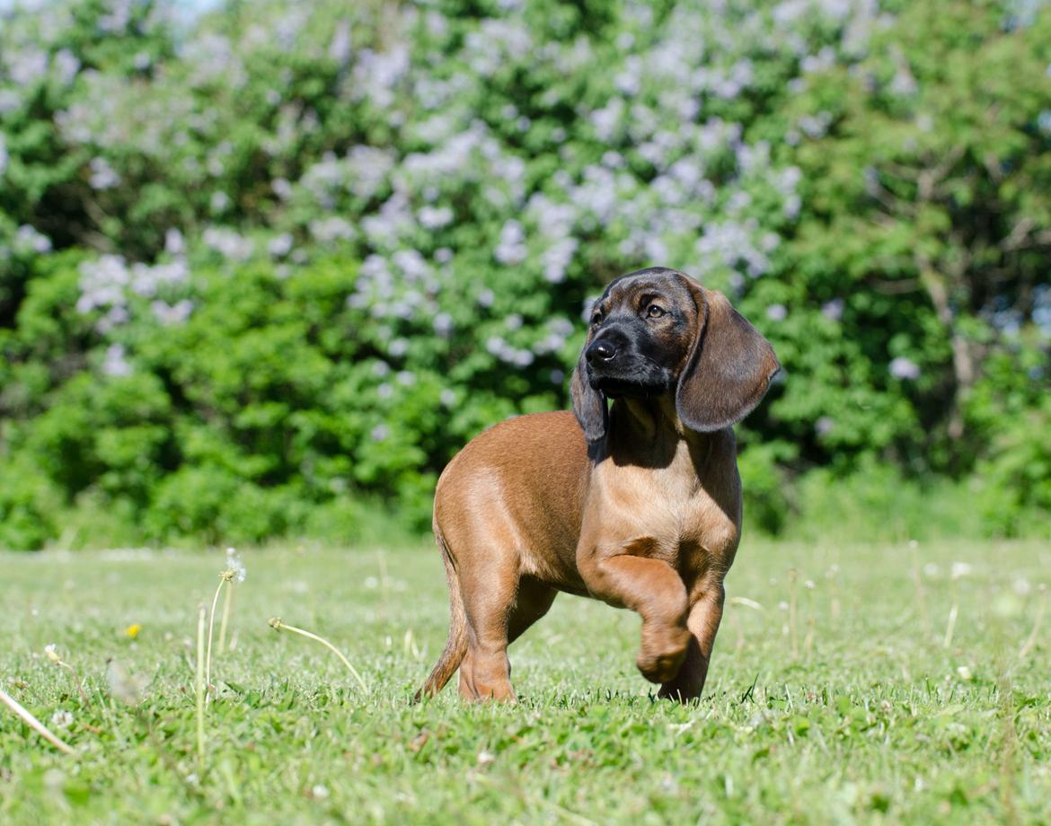 Bayersk bjergsschweisshund Babu billede 4