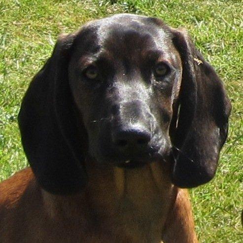 Bayersk bjergsschweisshund Babu billede 5