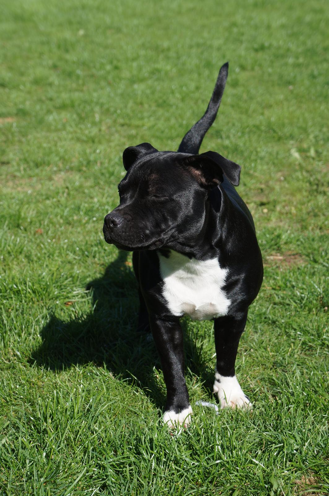 Staffordshire bull terrier Kiwi  billede 1