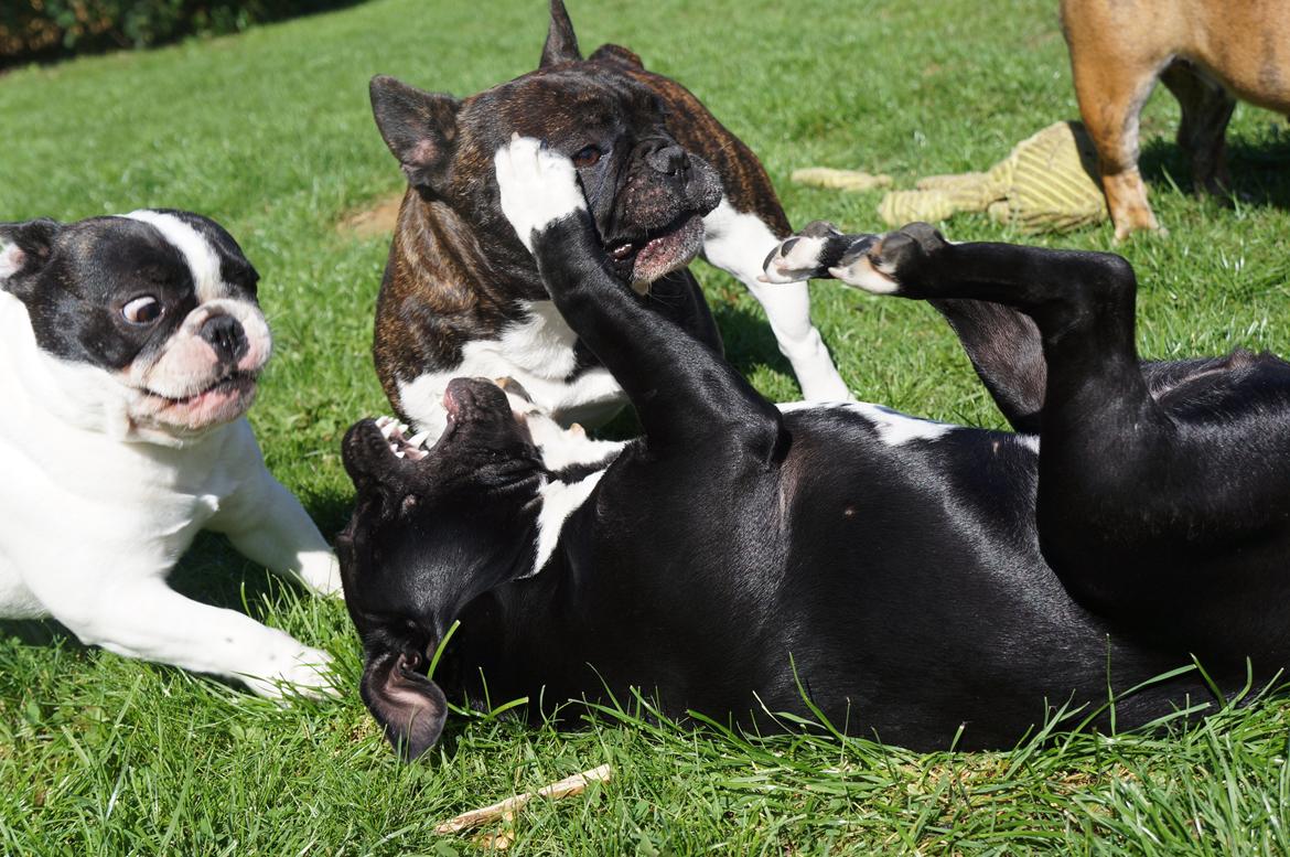 Staffordshire bull terrier Kiwi  billede 2