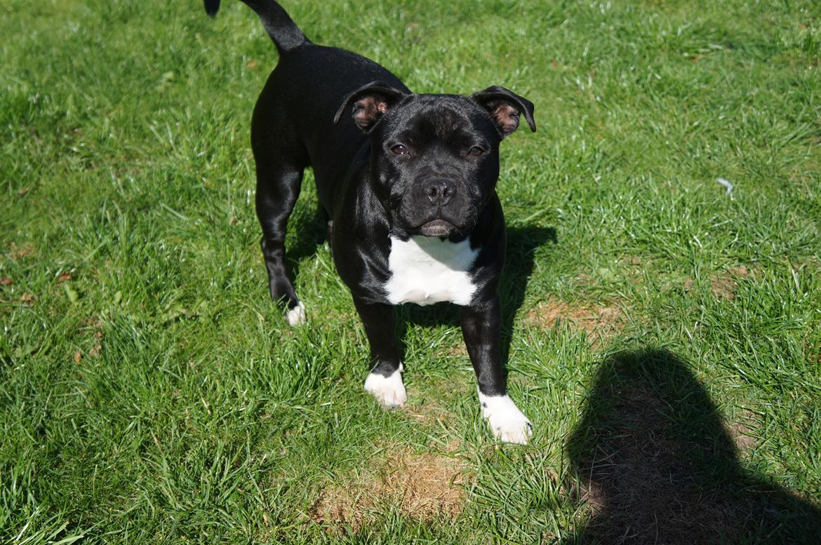 Staffordshire bull terrier Kiwi  billede 3
