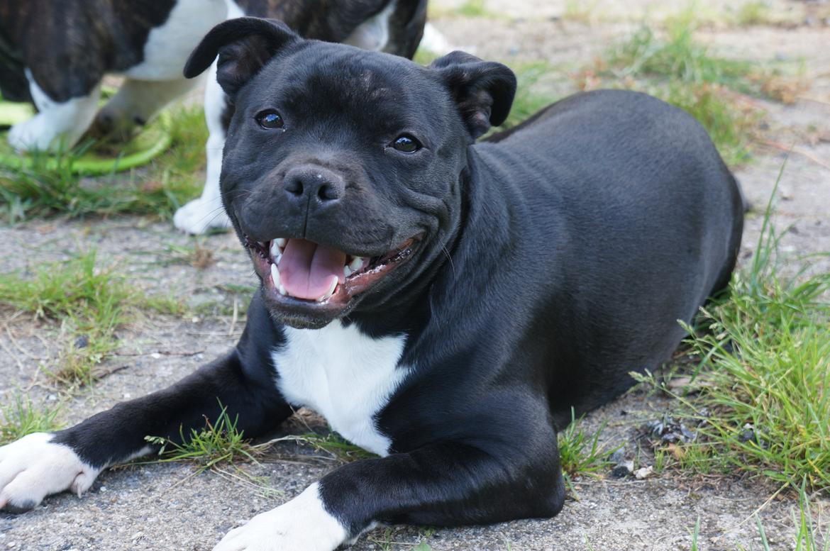 Staffordshire bull terrier Kiwi  billede 4