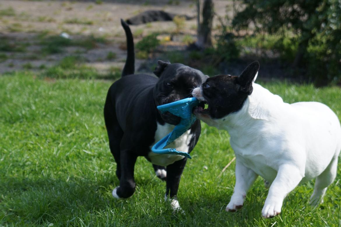 Staffordshire bull terrier Kiwi  billede 5