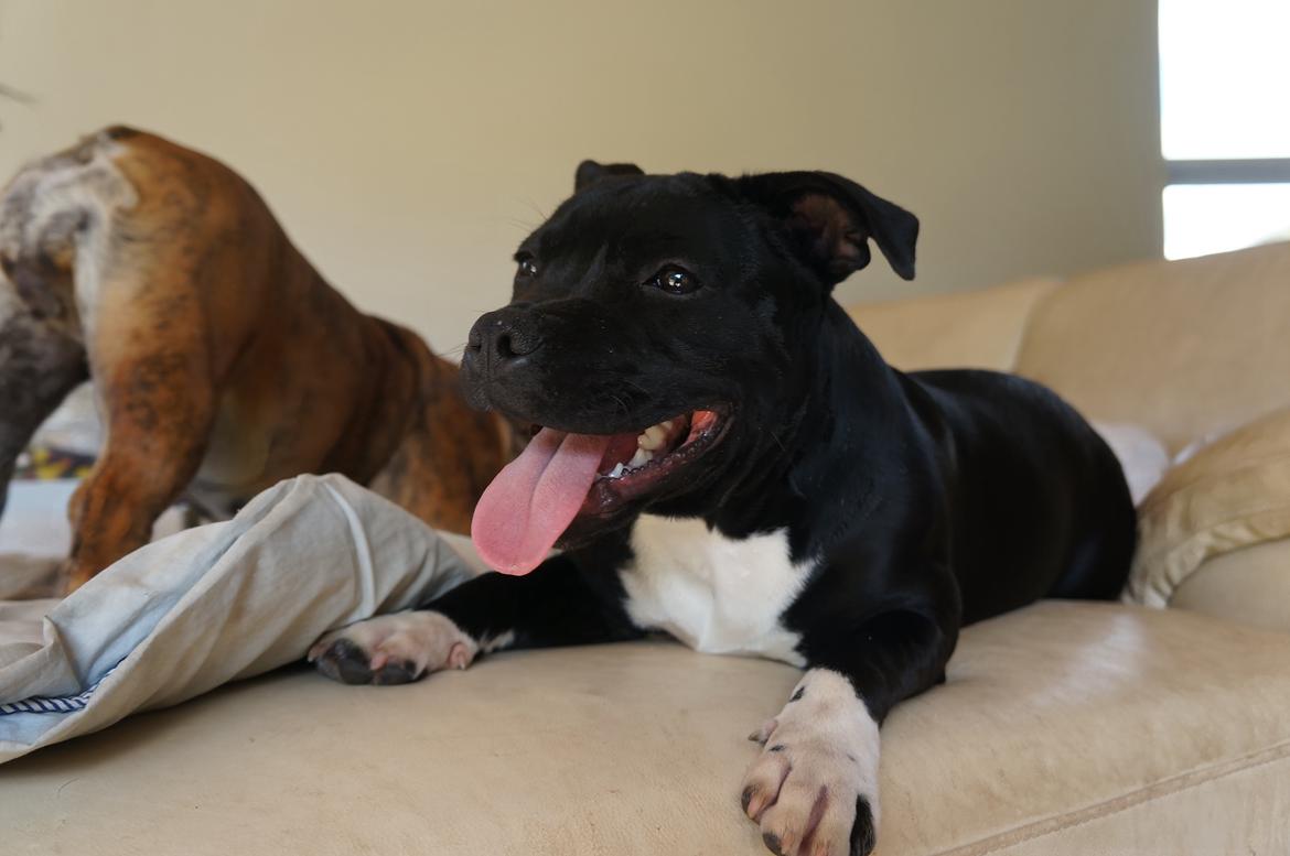 Staffordshire bull terrier Kiwi  billede 6