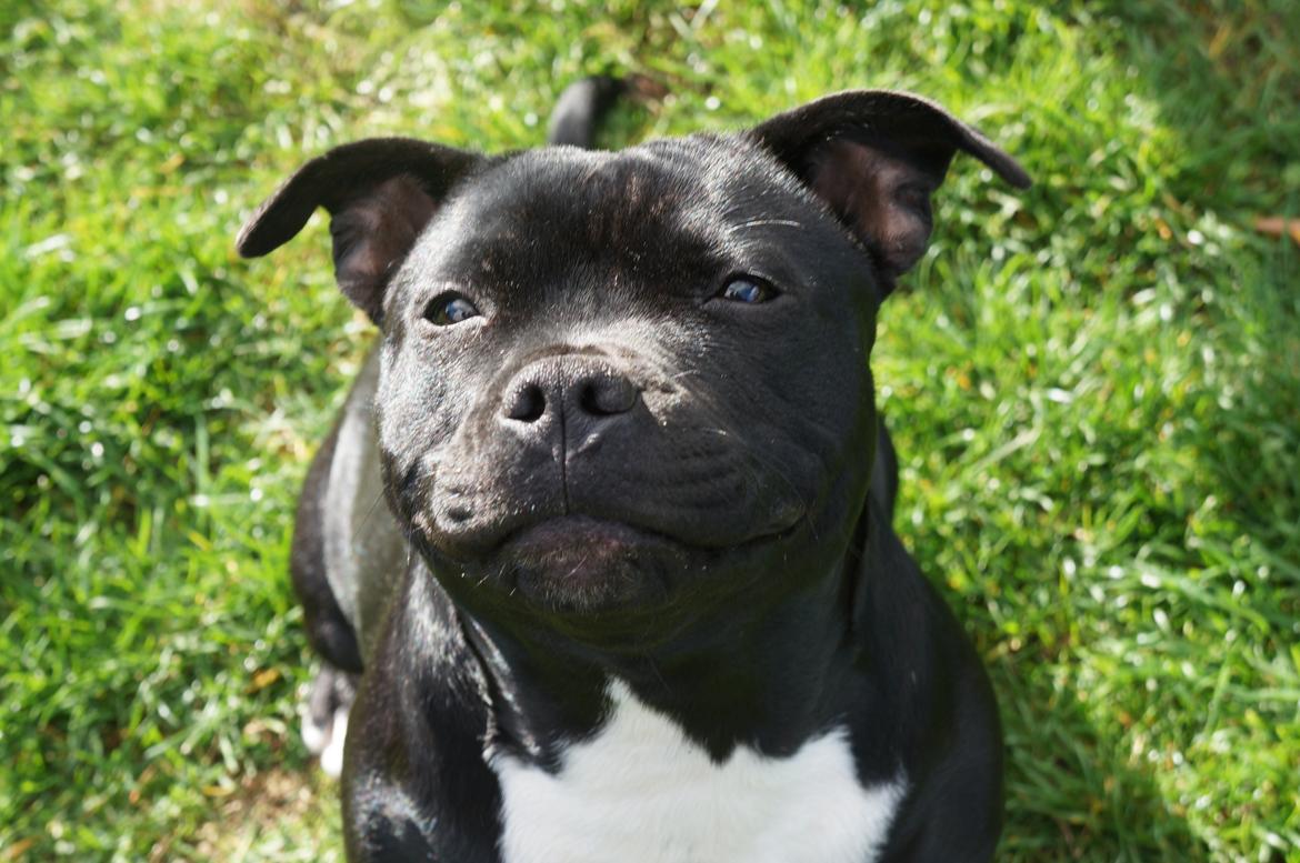 Staffordshire bull terrier Kiwi  billede 7