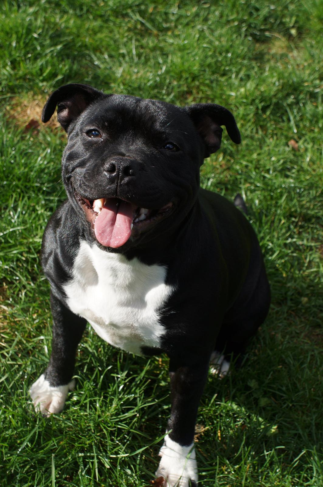 Staffordshire bull terrier Kiwi  billede 8