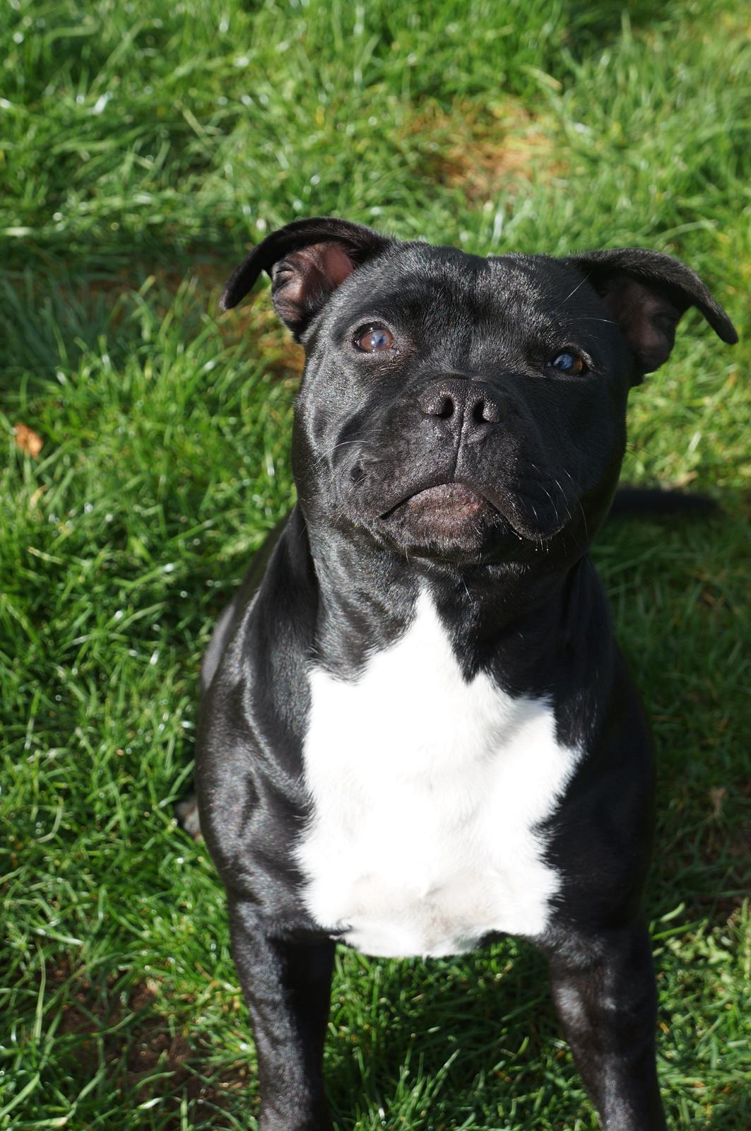 Staffordshire bull terrier Kiwi  billede 9