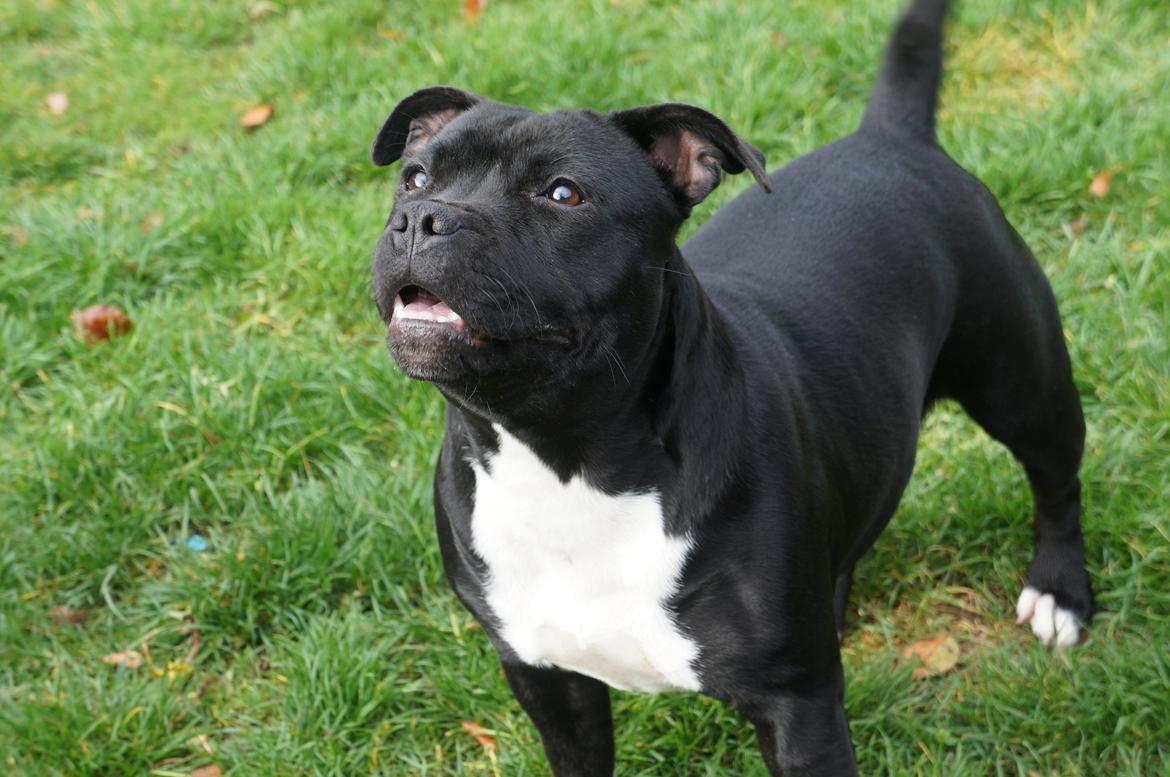 Staffordshire bull terrier Kiwi  billede 10