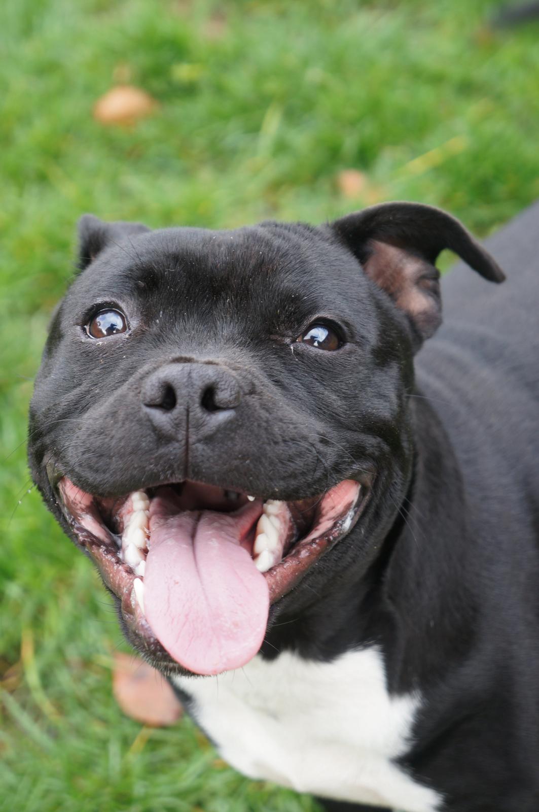 Staffordshire bull terrier Kiwi  billede 11