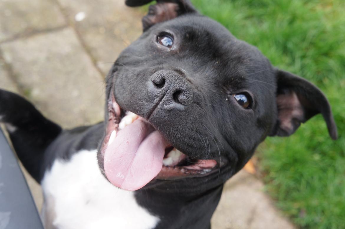 Staffordshire bull terrier Kiwi  billede 12