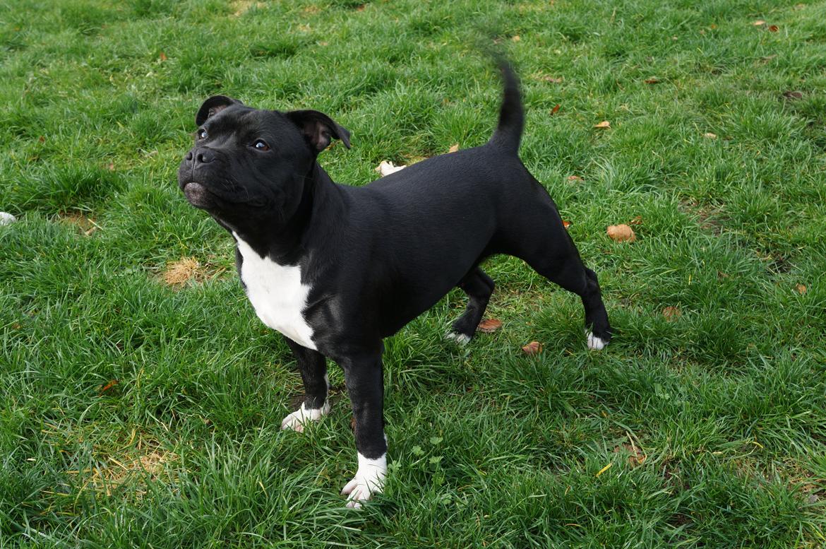 Staffordshire bull terrier Kiwi  billede 13