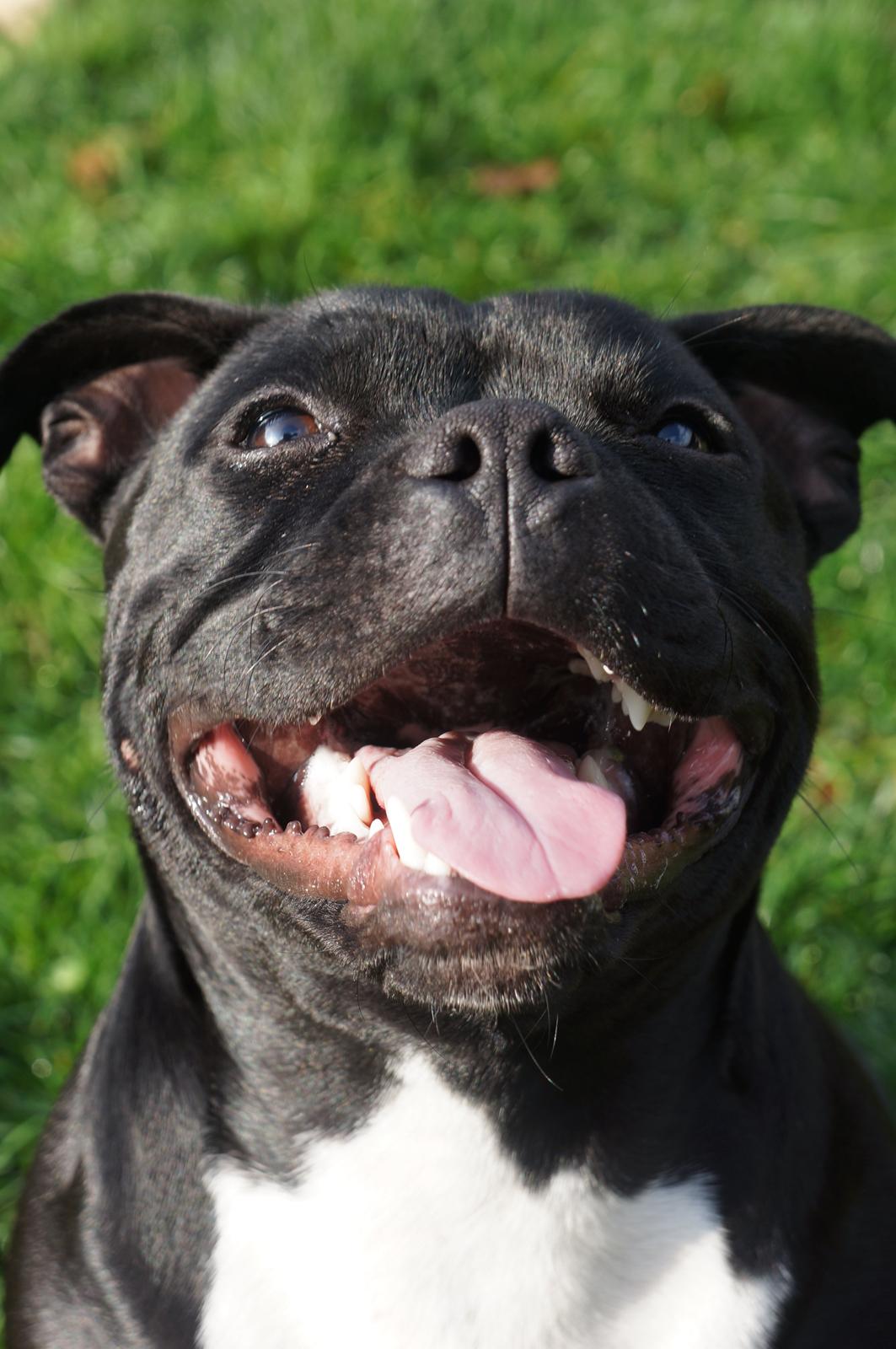 Staffordshire bull terrier Kiwi  billede 14