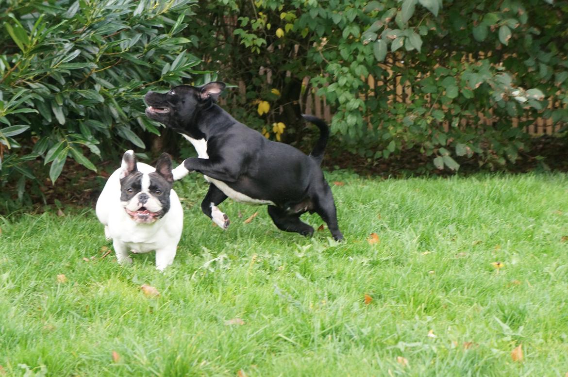 Staffordshire bull terrier Kiwi  billede 15