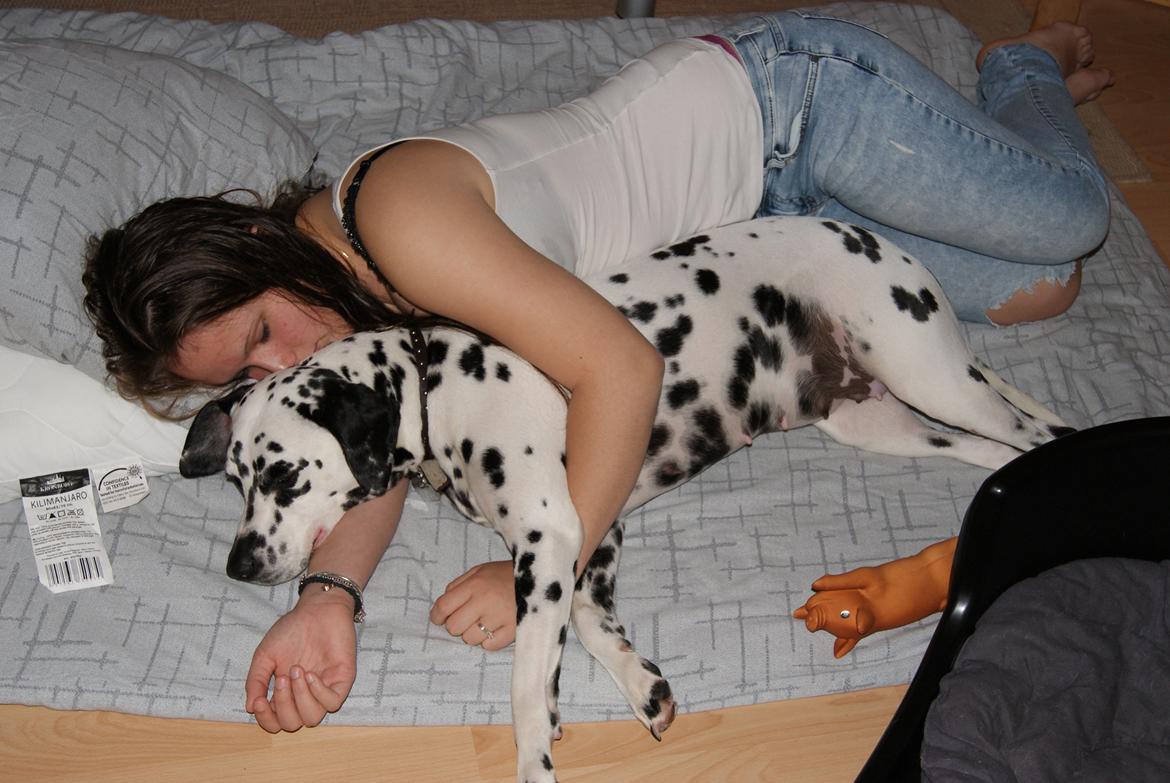 Dalmatiner Salli billede 2