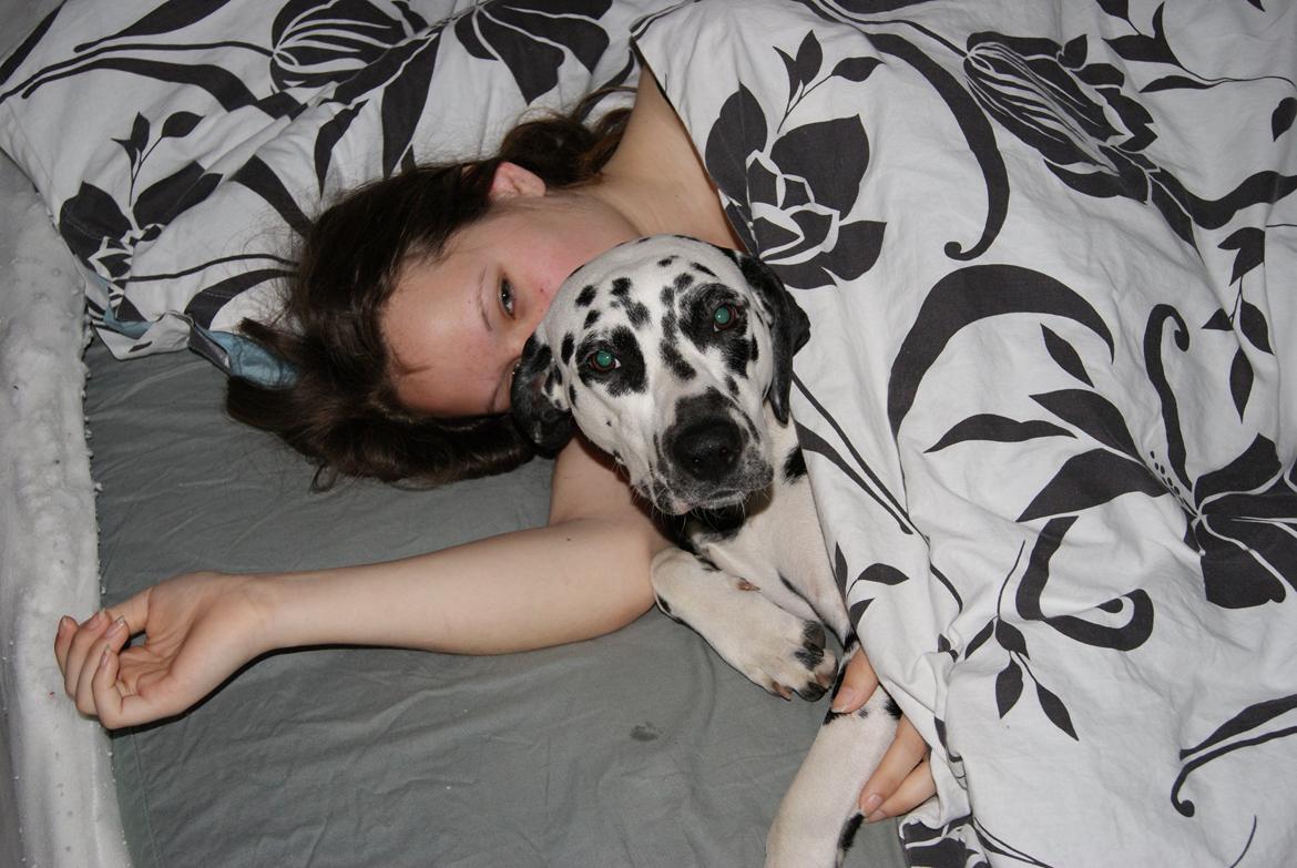 Dalmatiner Salli billede 4