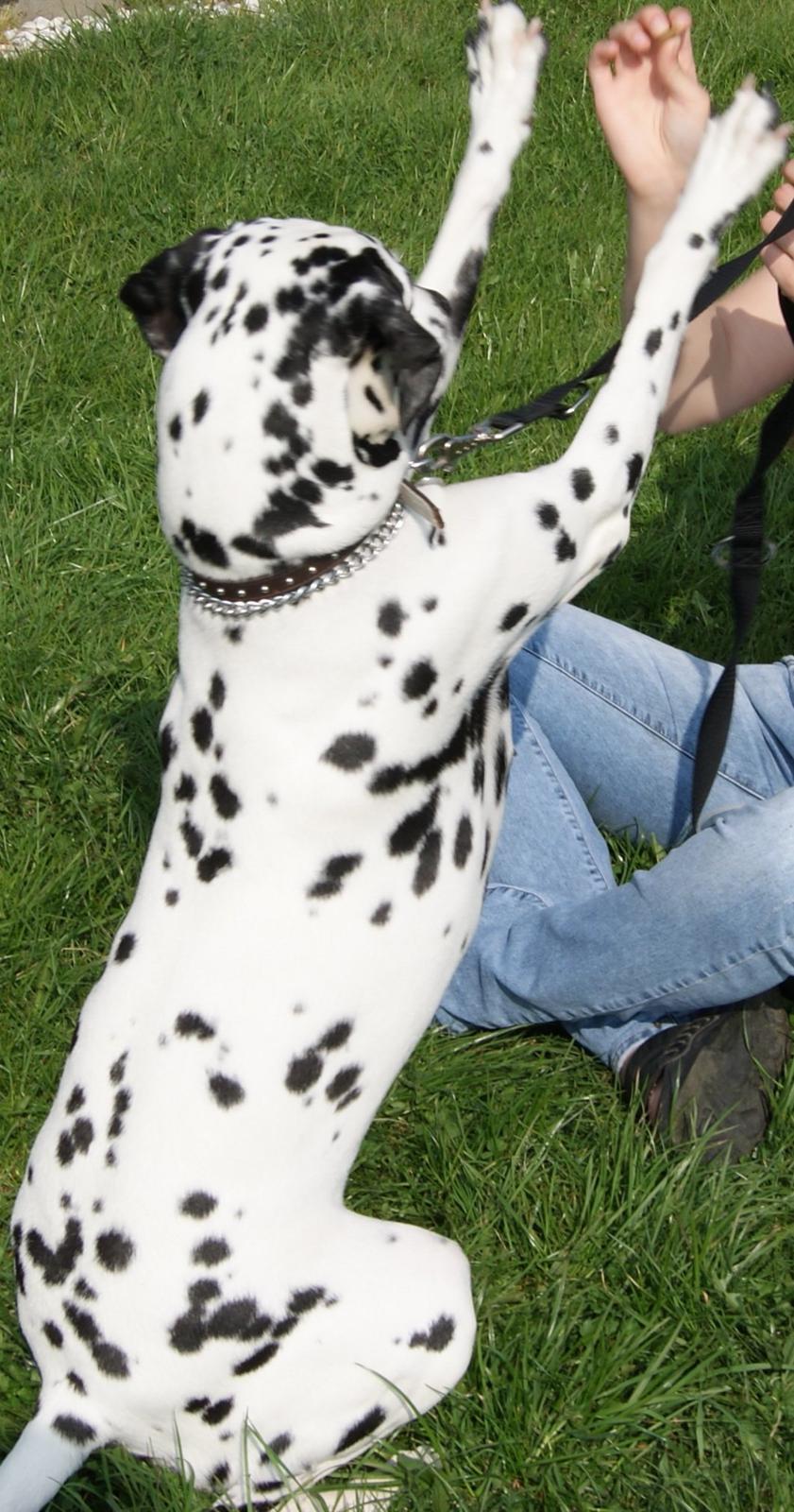 Dalmatiner Salli billede 6