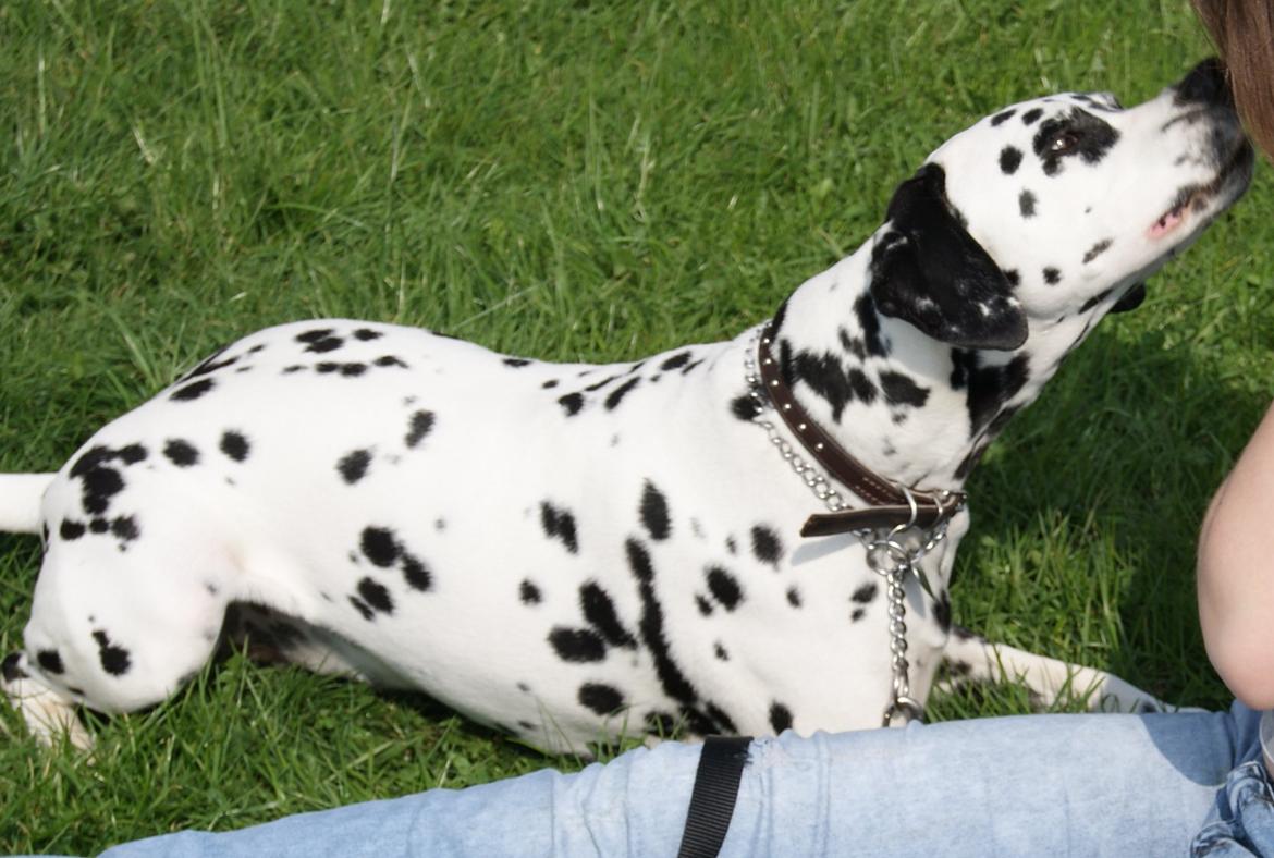 Dalmatiner Salli billede 8