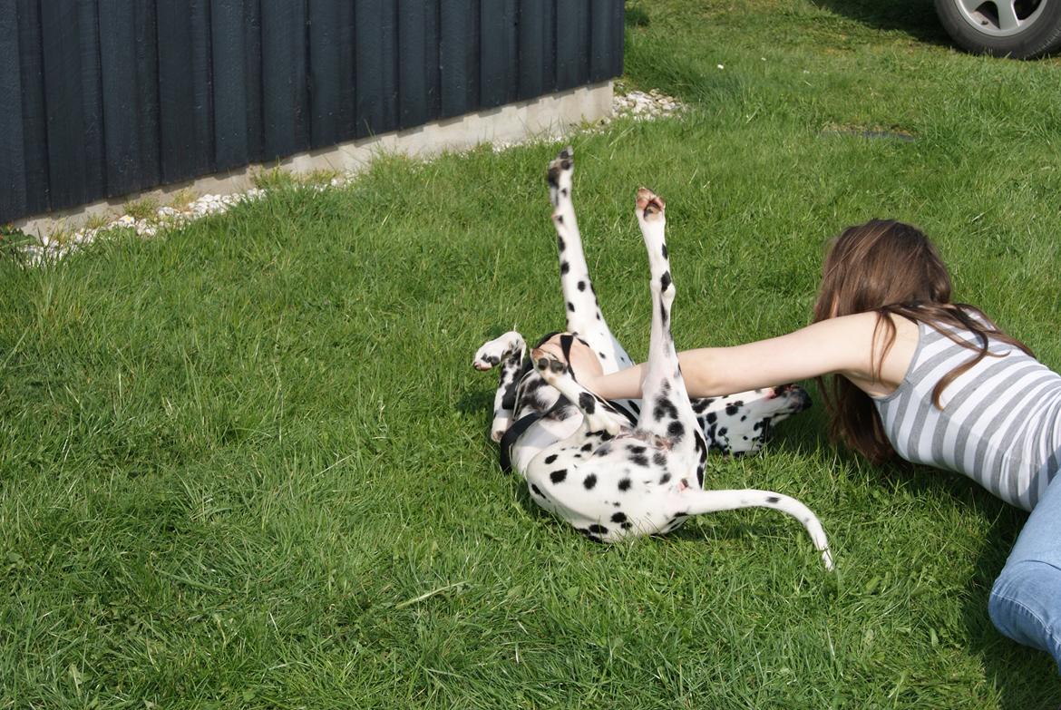 Dalmatiner Salli billede 9