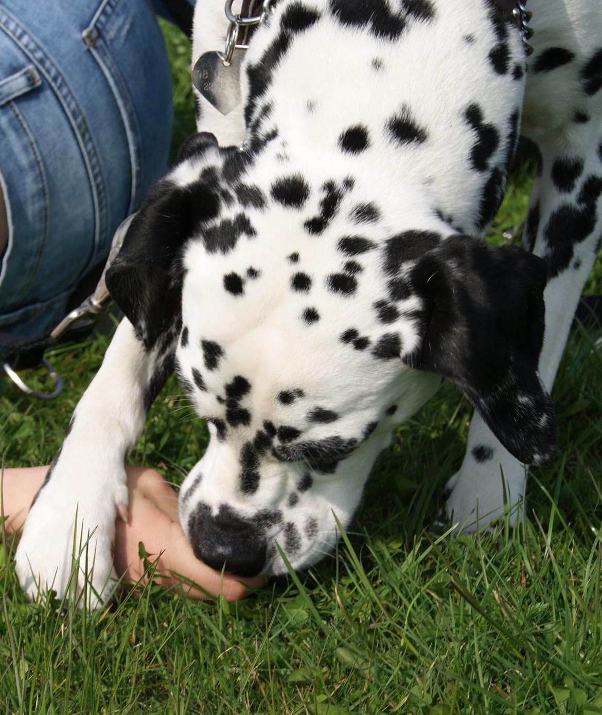 Dalmatiner Salli billede 10