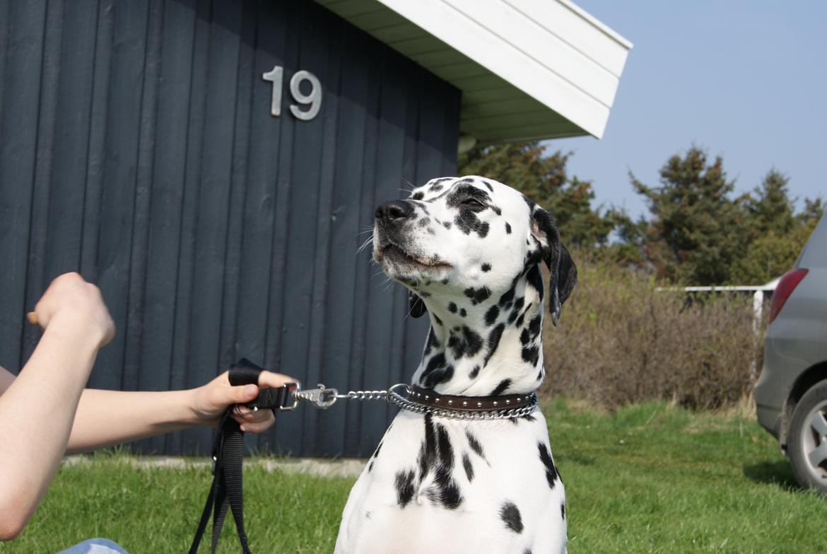 Dalmatiner Salli billede 11