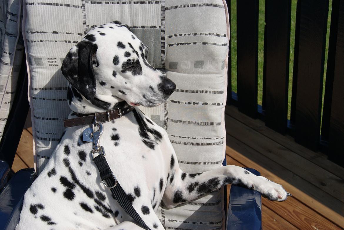 Dalmatiner Salli billede 12